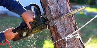 Best Hedge Trimming  in Martinez, CA